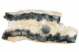 Mammoth Molar Slice with Case - South Carolina #230948-1